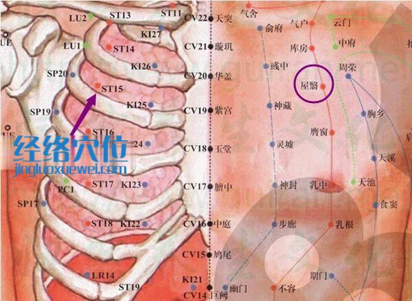 屋翳穴的位置解剖分析圖解