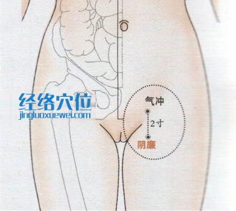 氣沖穴位位置圖
