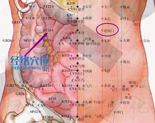 滑肉門穴的準(zhǔn)確位置圖