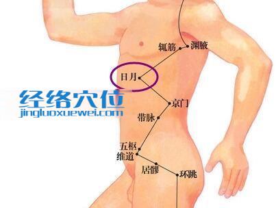 日月穴位位置圖