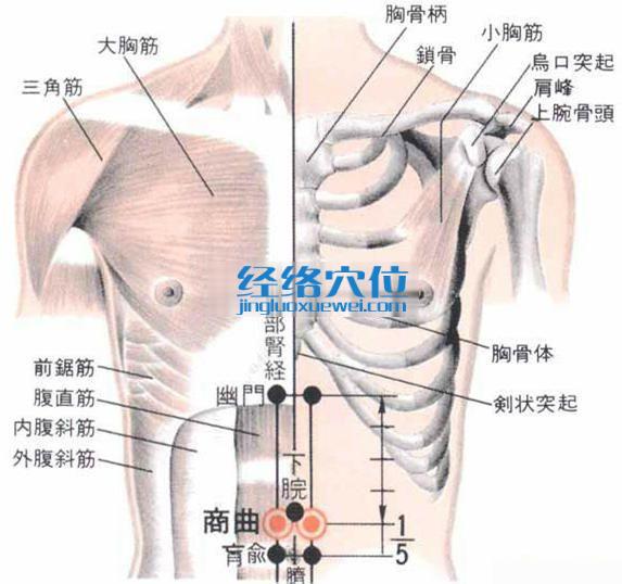 商曲穴的位置解剖分析圖