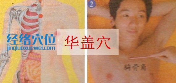 華蓋穴的位置圖