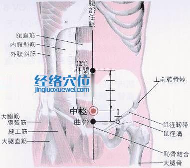 中極穴的位置分部分析圖