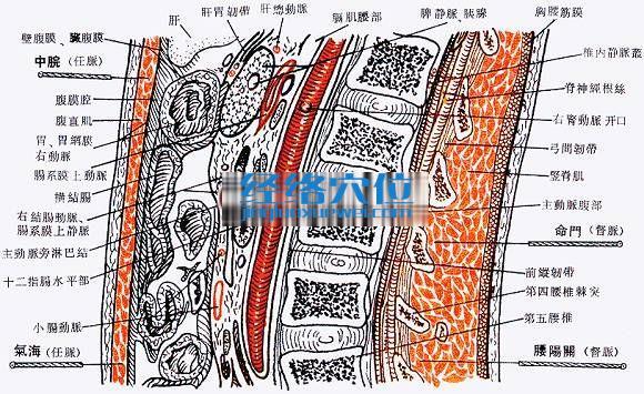 氣海穴的位置解剖分析圖