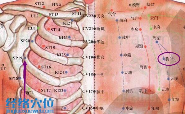 胸鄉(xiāng)穴的準(zhǔn)確位置圖