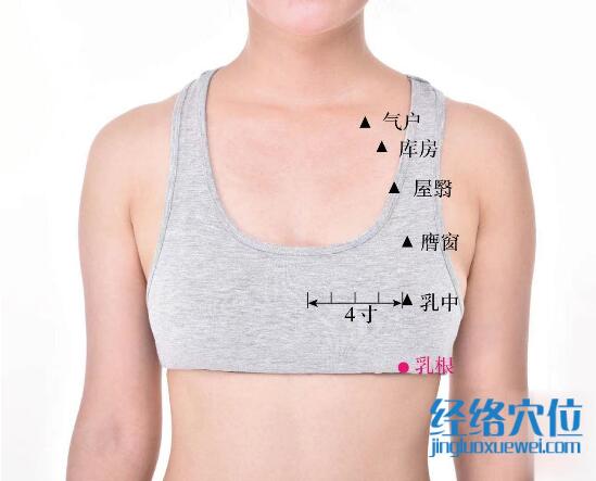 乳根的準(zhǔn)確位置圖及功效視頻位位置圖