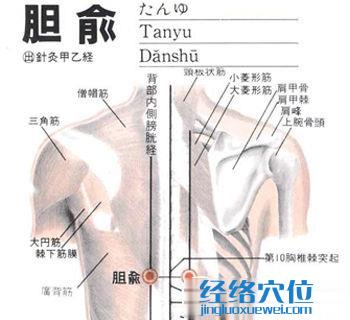 膽俞穴位位置圖