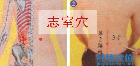 志室穴的準(zhǔn)確位置圖