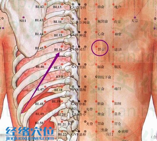 督俞穴解剖分析圖