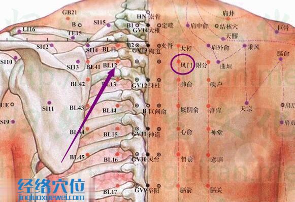 風(fēng)門穴解剖分析圖