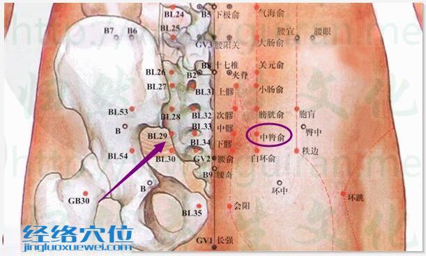 中膂俞穴的準確位置圖