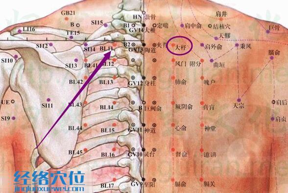 大杼穴解剖分析圖