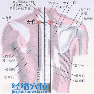 大杼穴解剖分析圖