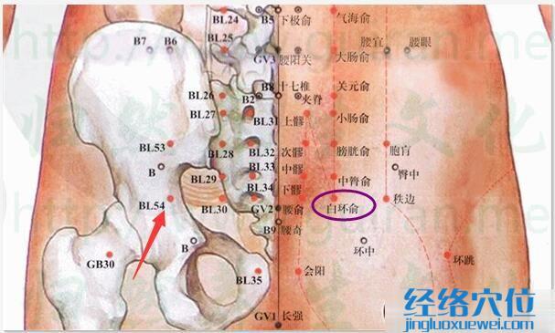 白環(huán)俞穴的準(zhǔn)確位置圖