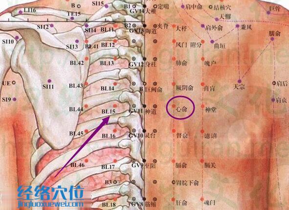 心俞穴的解剖分析圖