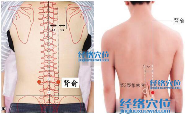 腎俞穴的準(zhǔn)確位置圖
