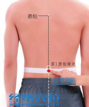 懸樞穴位位置圖