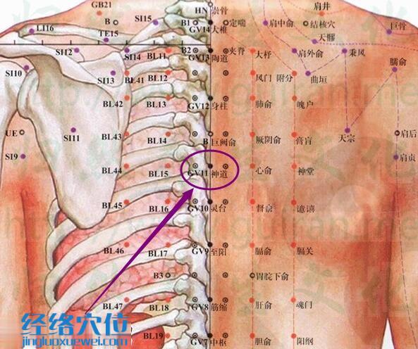 神道穴的準確位置圖