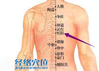 至陽(yáng)穴的位置圖