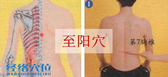 至陽(yáng)穴的位置圖