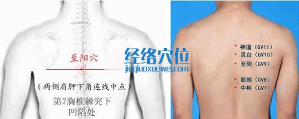 至陽(yáng)穴位位置圖
