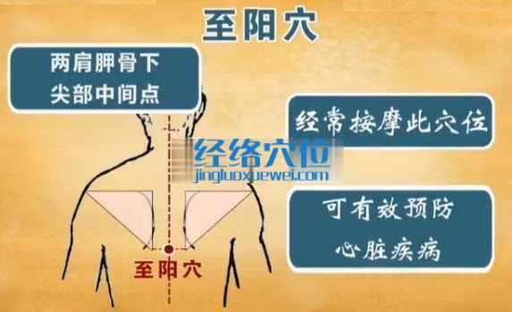 至陽(yáng)穴的位置及功效說(shuō)明