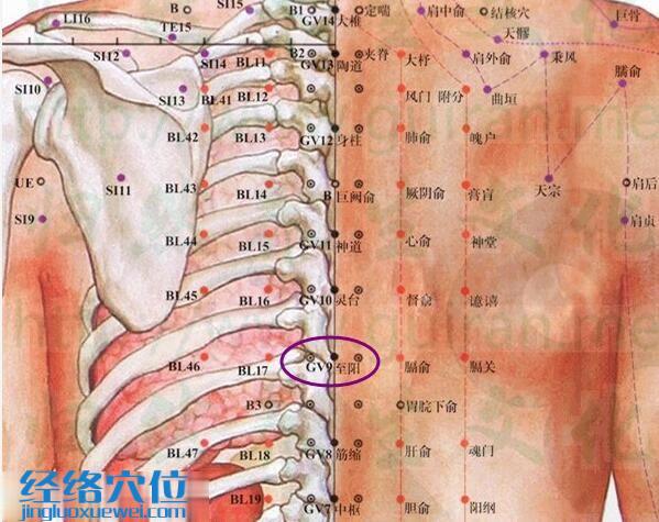 至陽(yáng)穴的準(zhǔn)確位置圖