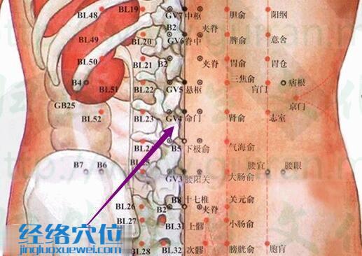 命門穴的準確位置圖