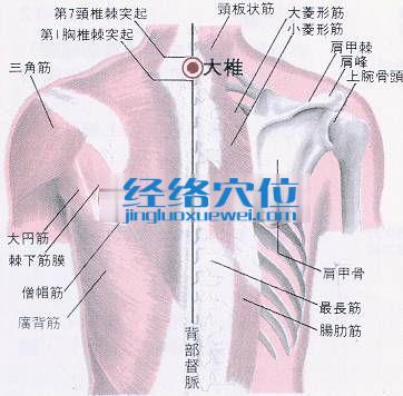 大椎穴的位置解剖分析圖