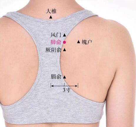 肺俞的準確位置圖及功效視頻位位置圖