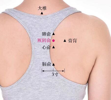 厥陰俞的準(zhǔn)確位置圖及功效視頻位位置圖
