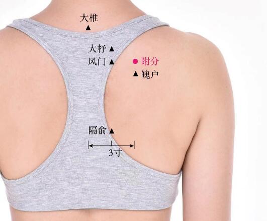 附分的準(zhǔn)確位置圖及功效視頻位位置圖