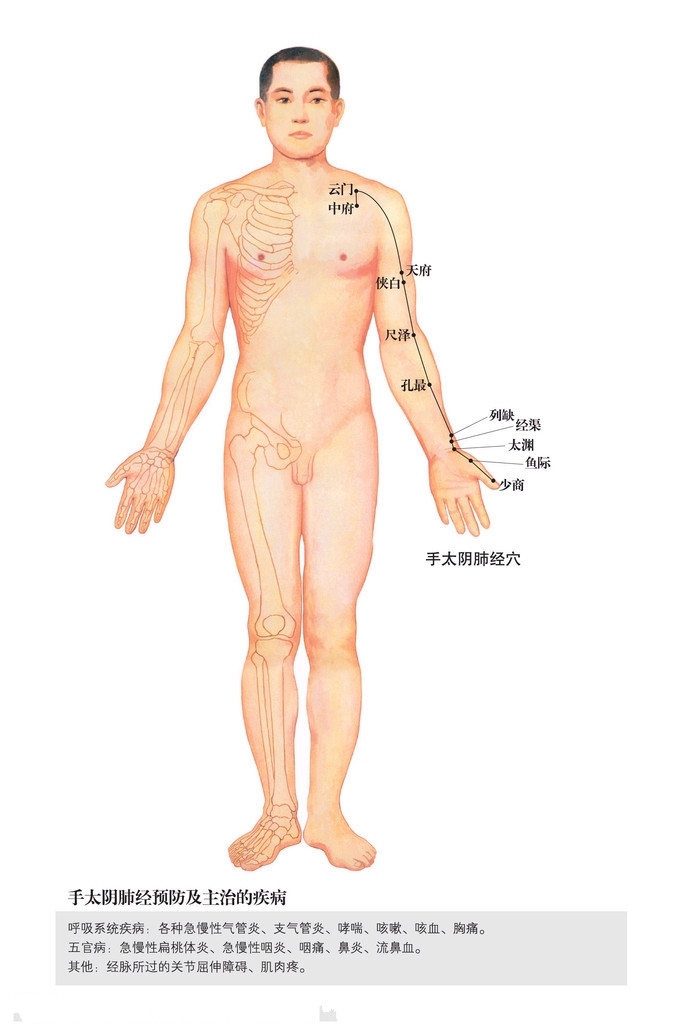 手太陰肺經穴位圖