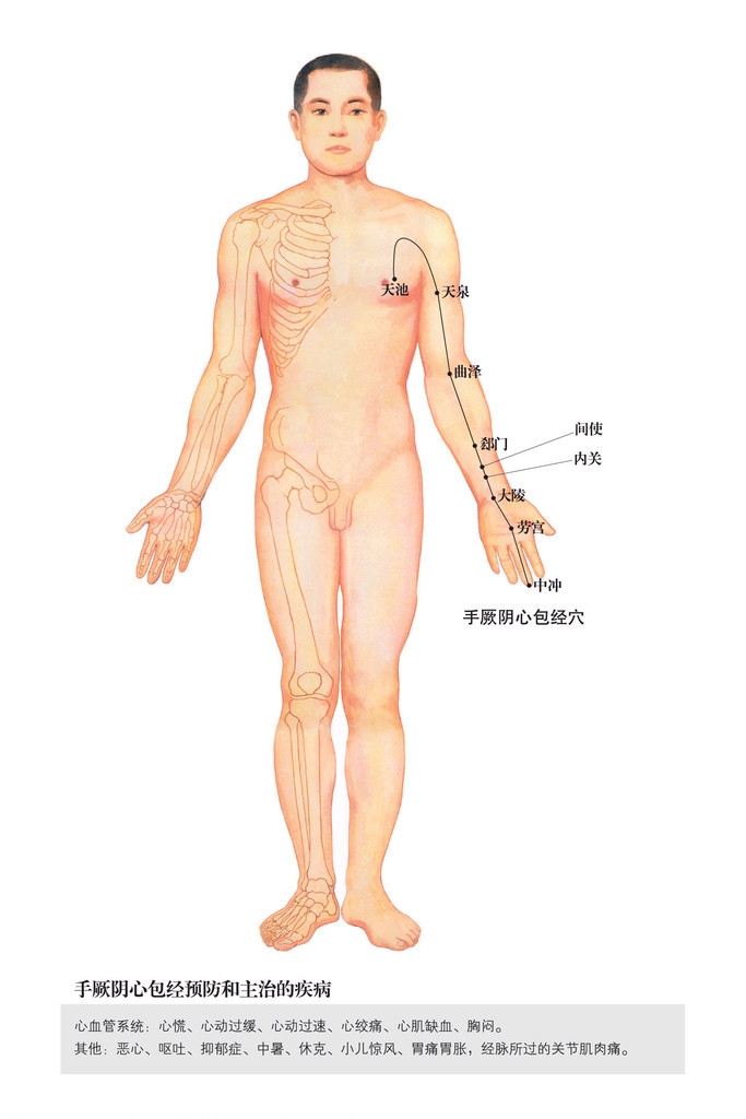 手厥陰心包經(jīng)穴位圖