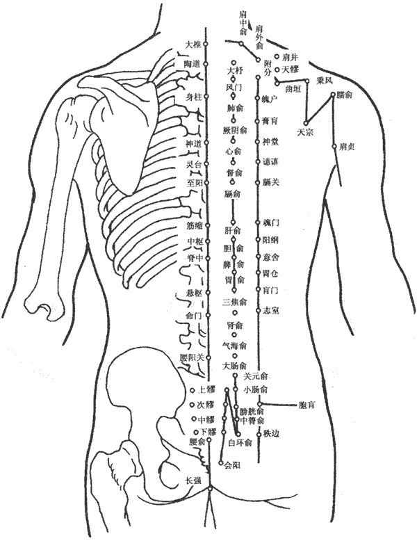 人體背部【穴位圖】