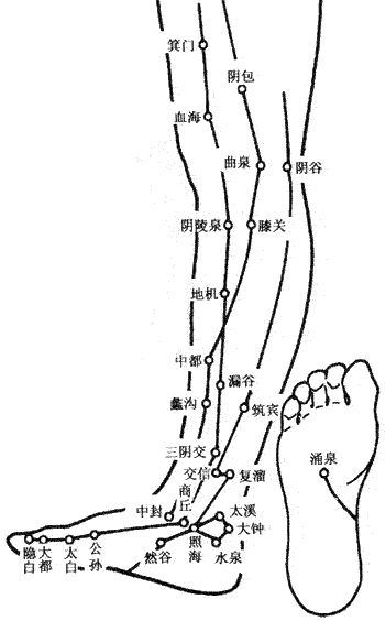 人體腿部腳部?jī)?nèi)側(cè)【穴位圖】