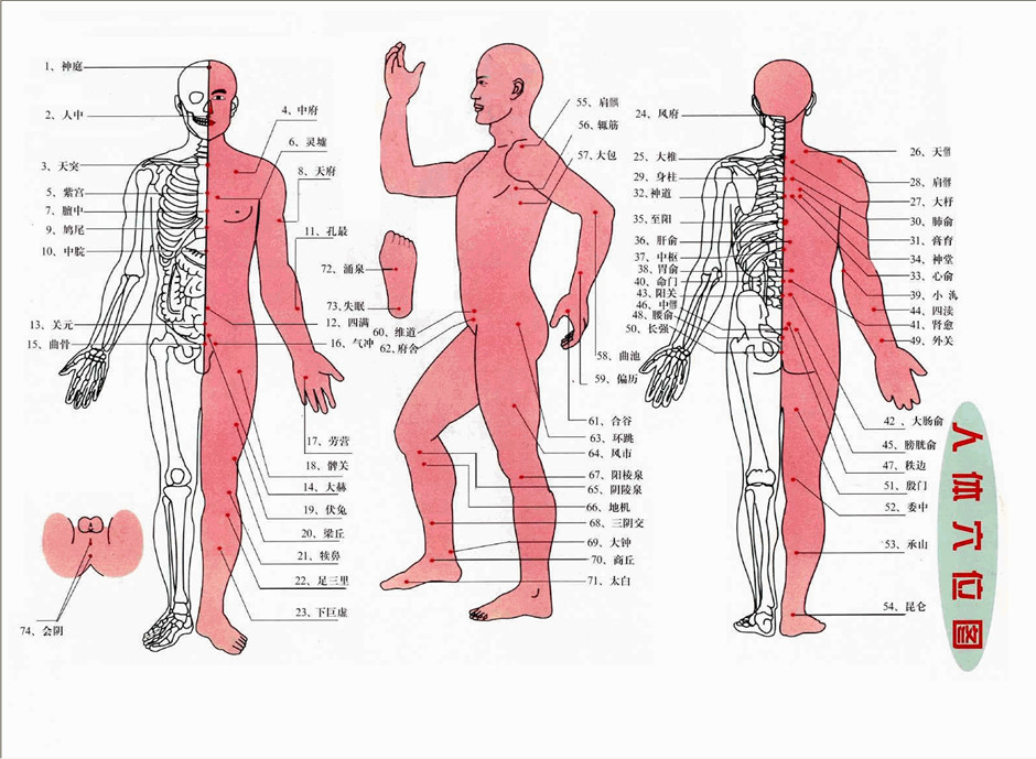 人體穴位結構圖
