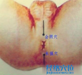 長(zhǎng)強(qiáng)穴位置