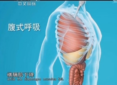 腹式呼吸法 用鼻子下引氣，深吸，沉丹田，橫膈肌下降