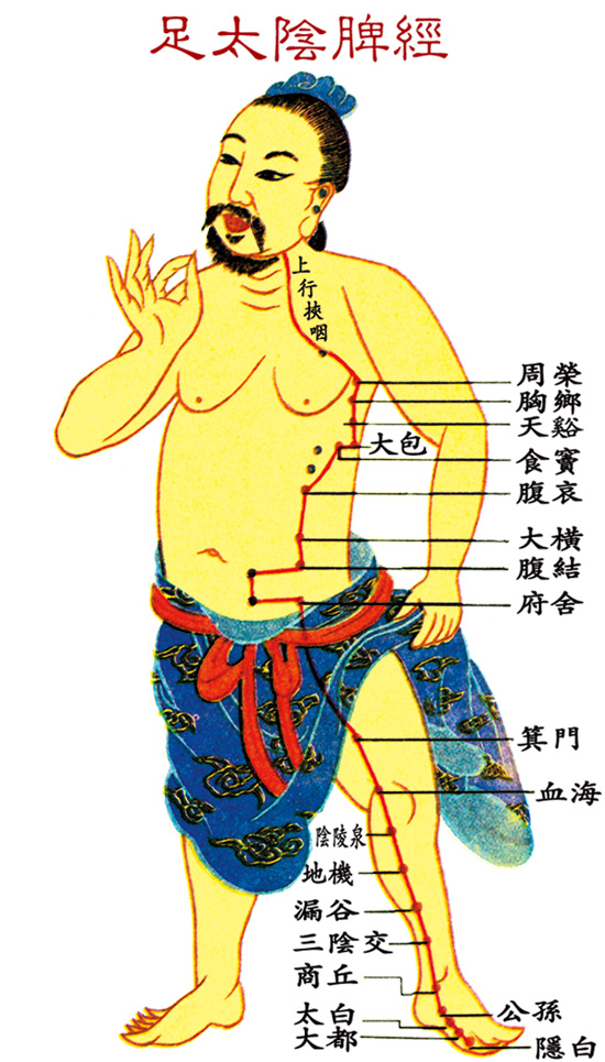 足太陰脾經(jīng)