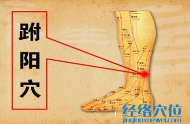 跗陽(yáng)穴的位置圖